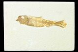 Fossil Fish (Knightia) - Wyoming #143452-1